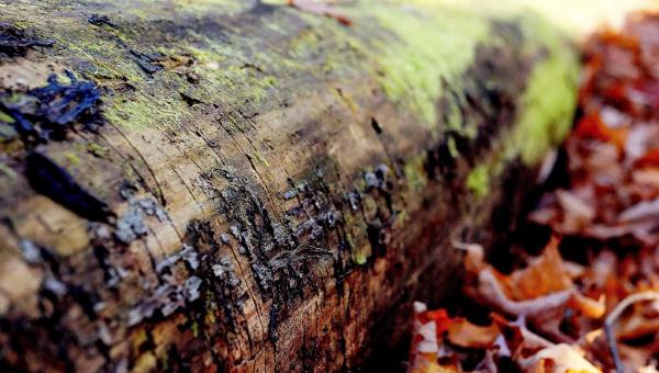 TokenFormer：终结推荐系统的两个平行世界